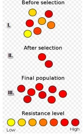 Darwin hypothesized that there are definite steps to natural selection. Consider the-example-1