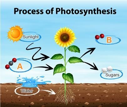 As a natural resource, the atmosphere’s interactions with the biosphere play a large-example-1