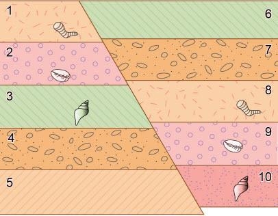 The image shows sedimentary rock layers with index fossils and a fault. Which statement-example-1