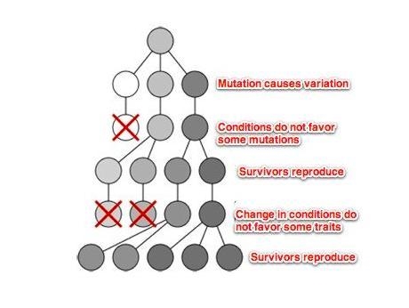 Darwin hypothesized that there are definite steps to natural selection. Consider the-example-1