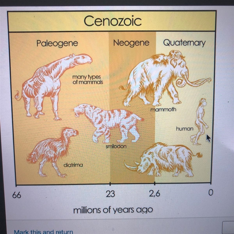 Study the image about geologic time. during which period did humans first appear on-example-1