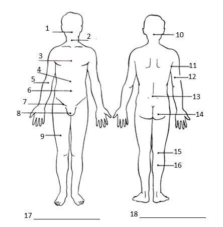 PLEASE HELP DUE 11/11 Match the numbered regions below with their correct terms. lumbar-example-1