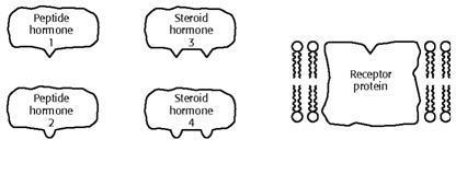 Refer to the illustration. If a hormone attached to the receptor protein shown in-example-1