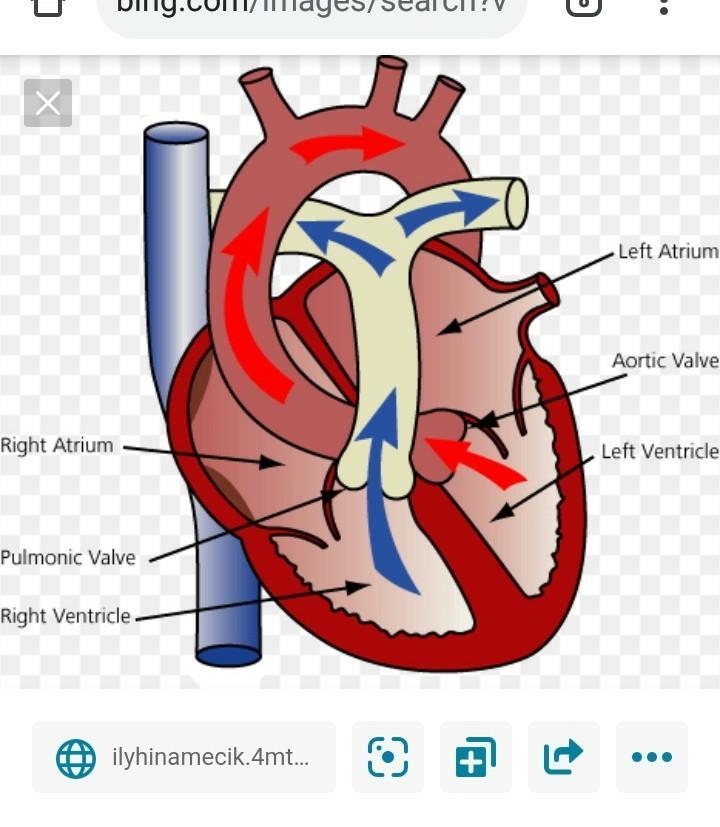 The valve between the left atrium and the left ventricle is the-example-1