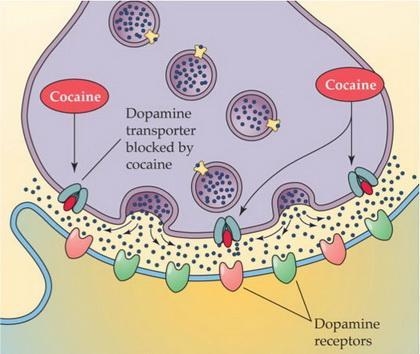 How does cocaine affect the brain? a. Cocaine interferes with the uptake of neurotransmitters-example-1