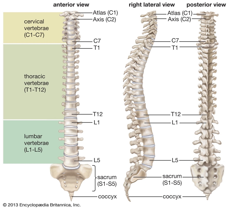 which type of paralysis from spinal cord transection occurs in the upper thoracic-example-1