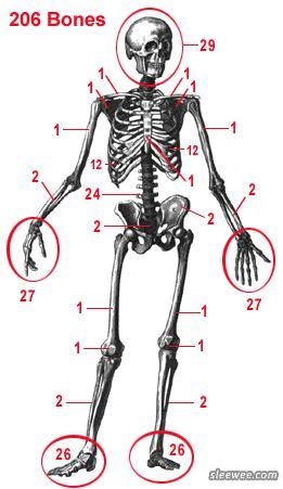 How many bones are in an adult human skeleton?-example-1