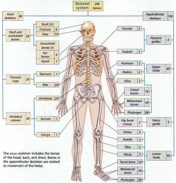 How many bones are in an adult human skeleton?-example-1