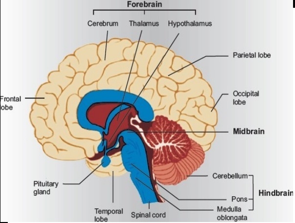 The diencephalon is a major part of the A.GI tract. B. brain. C. liver. D. heart.-example-1