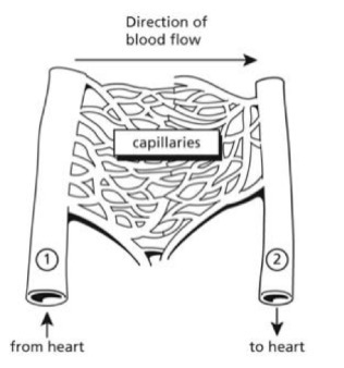 Describe the flow of blood represented by the diagram. Include the following terms-example-1