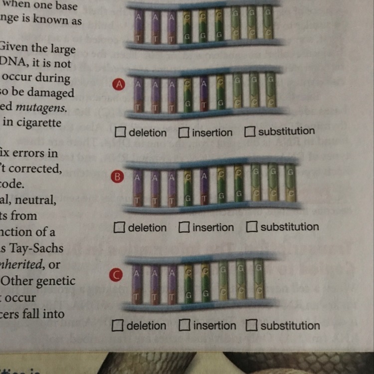 Place a check mark in the box to indicate which type of mutation is being shown. PLEASE-example-1