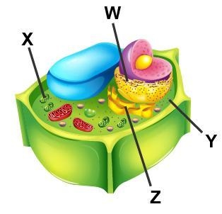 Examine the diagram of a cell. Which accurately labels the Golgi body? W X Y Z-example-1