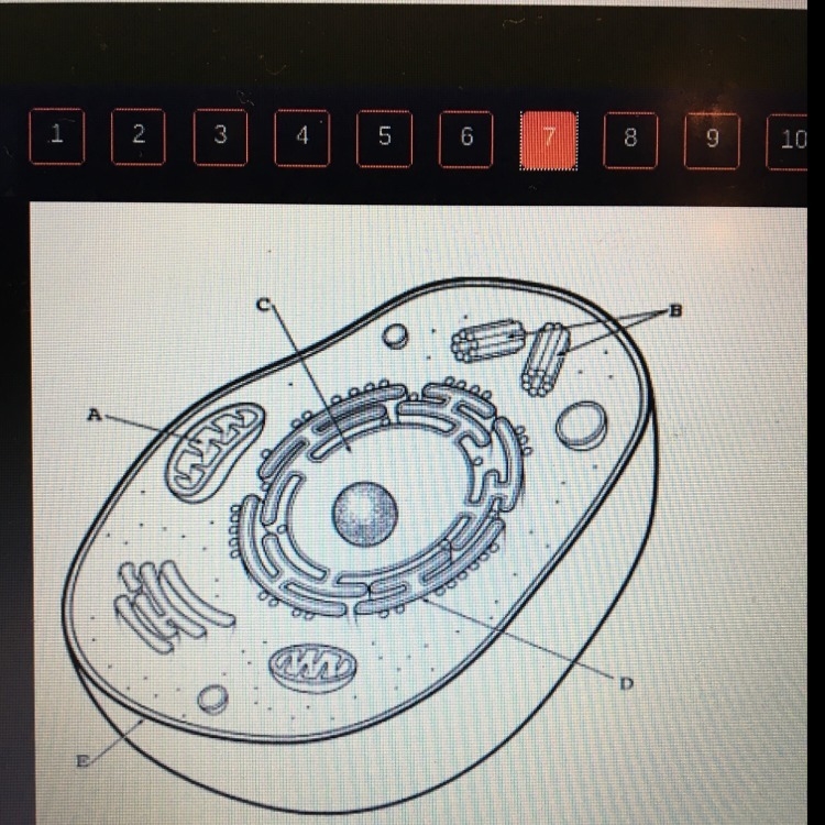 Name the labeled structures in the cell diogram above-example-1