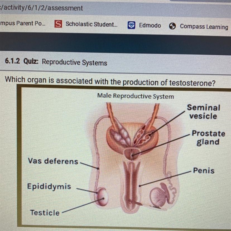 Which organ is associated with the production of testosterone? Male Reproductive System-example-1