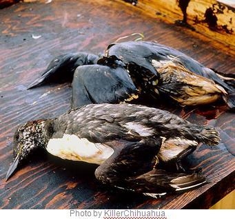 Look at this photo of Alaskan seabirds covered in oil. How did President Bush respond-example-1