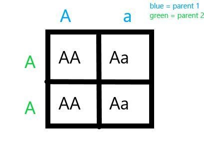 Which alleles on the outside of a punnet square?-example-1