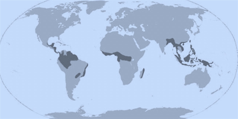 If the rate of deforestation continues at its current rate, which BEST describes what-example-1