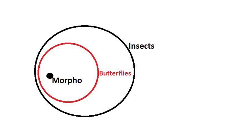 All butterflies are insects. A Morpho is a butterfly. Therefore, a Morpho is an insect-example-1