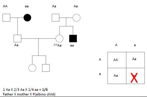 Albinism is a recessive condition resulting from the inability to produce the dark-example-1