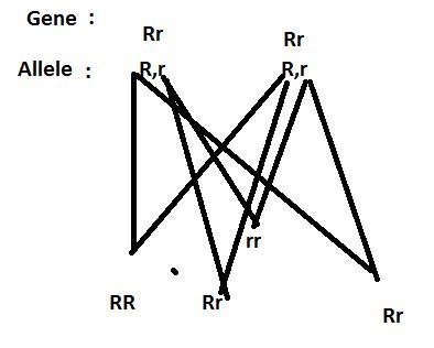 The four o'clock flower is an example of incomplete dominance: R = red, r = white-example-1