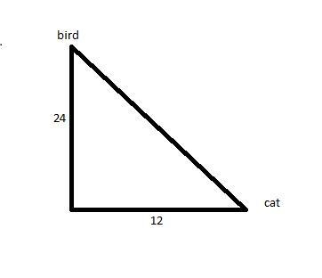 A bird sits at the top of a 24 foot tall tree. The bird is seen by a cat which is-example-1