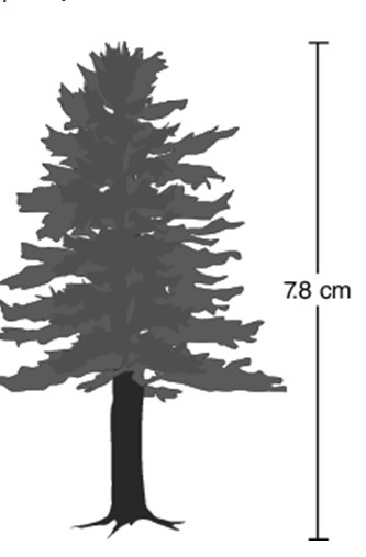 Dave's scale drawing of a tree outside his house is shown below. If 2 centimeters-example-1