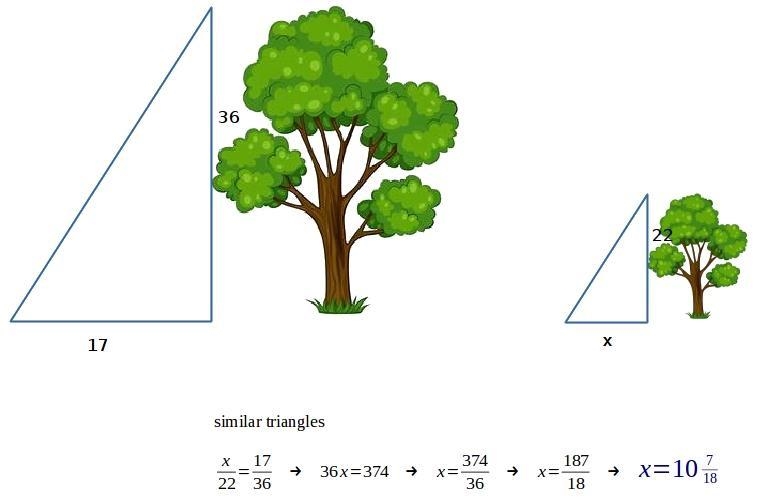 A 36 ft tree cast a shadow of 17ft. how long will the shadow be for a 22 ft tree?-example-1