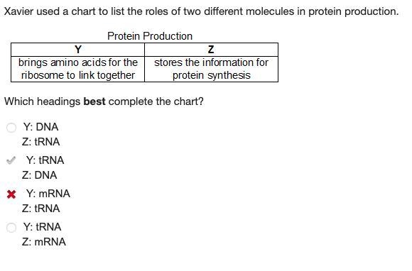 Xavier used a chart to list the roles of two different molecules in protein production-example-1