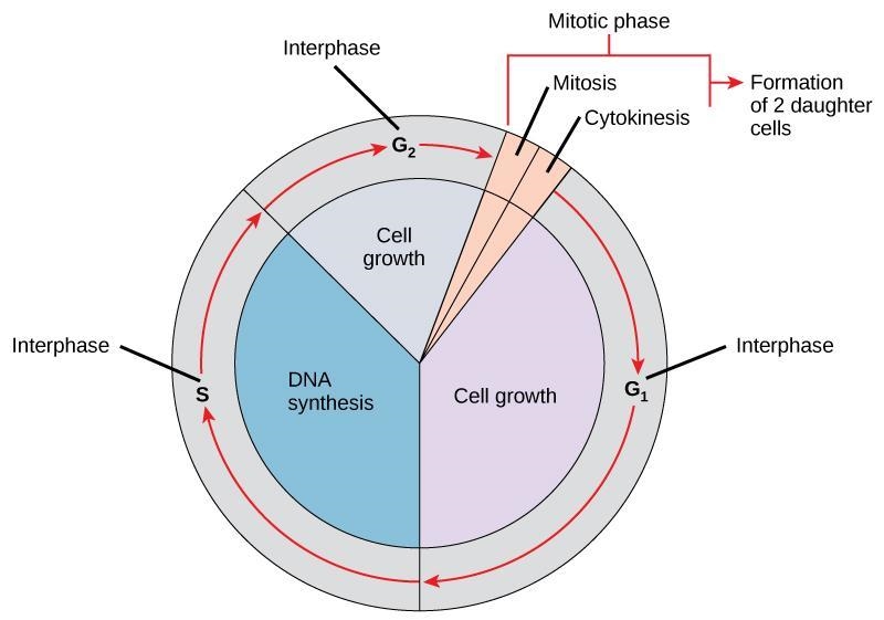 Which is part interphase-example-1