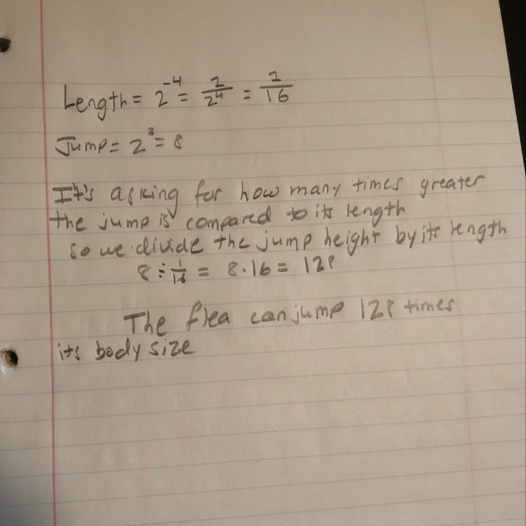A common flea that is 2^-4 inch long can jump about 2^3 inches high. About how many-example-1
