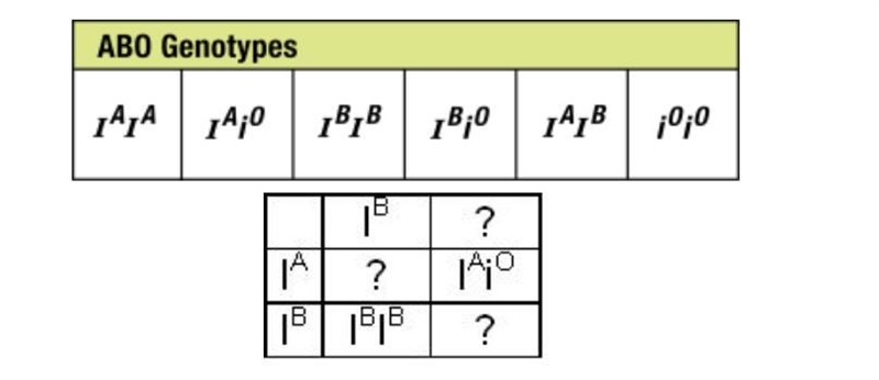 What is the genotype of the offspring missing on the first row of the Punnett square-example-1