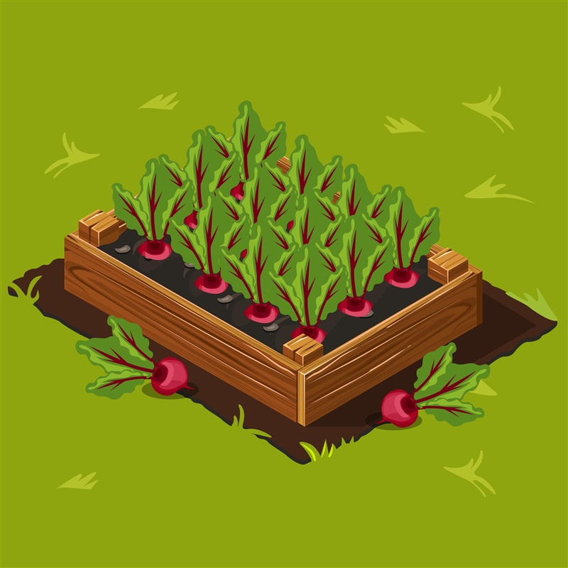 The area of a rectangular raised garden bed for growing beets is given by the expression-example-1