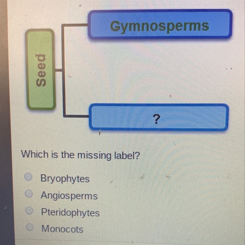 This diagram shows how seed plants are grouped which is the missing label?-example-1