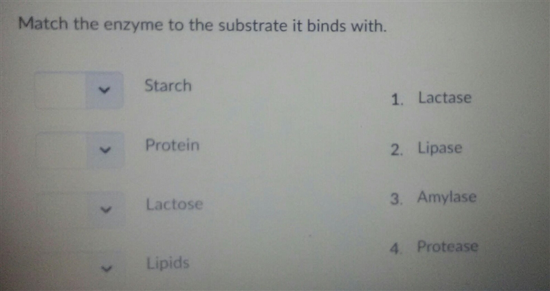 Match the enzyme to the substrate it binds with.-example-1