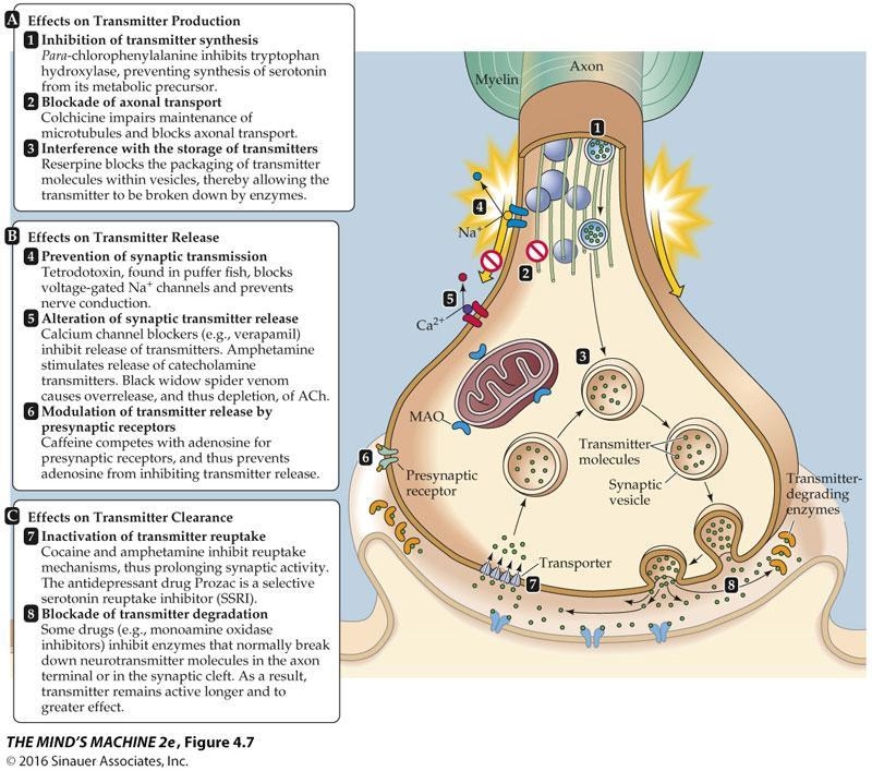 Describe and explain one presynaptic and one postsynaptic mechanism that pharmaceuticals-example-1