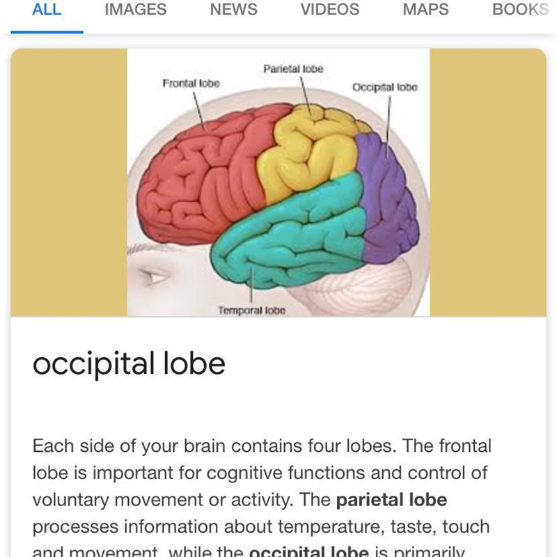 Which lobe of the cerebrum is involved with vision? a. frontal b. occipital c. temporal-example-1