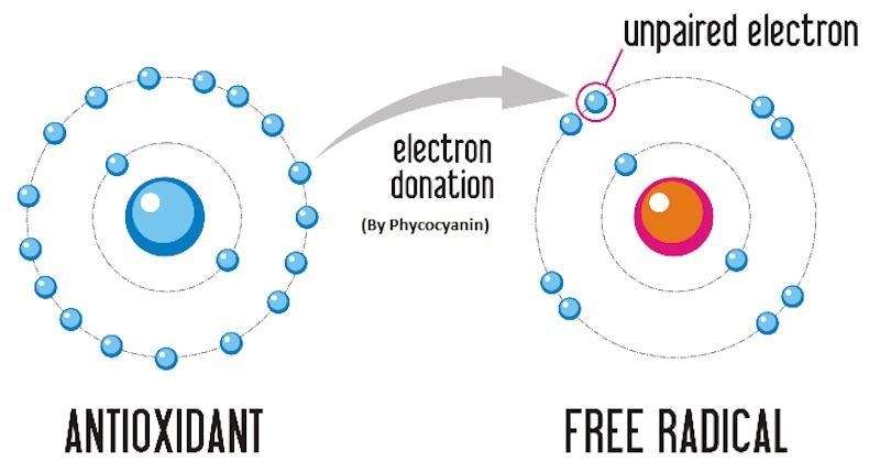 What are free radicals? Nutrients that act as antioxidants? What are antioxidants-example-1