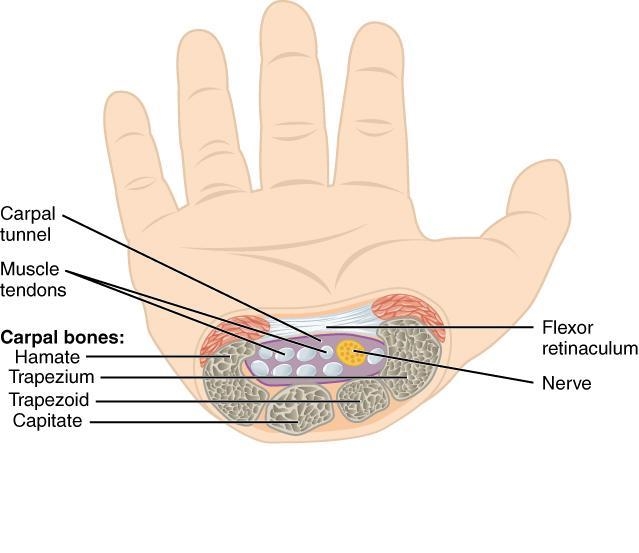 Which anatomical term describes the wrist region? A) Carpal B) Tarsal C) Digital D-example-1