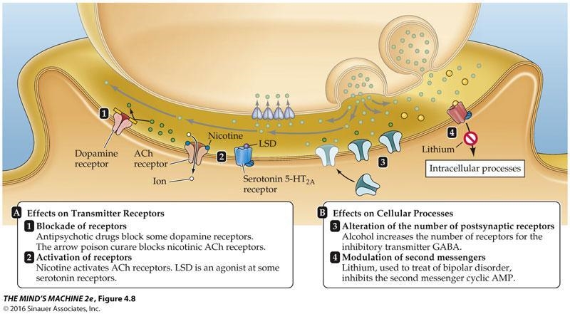 Describe and explain one presynaptic and one postsynaptic mechanism that pharmaceuticals-example-2