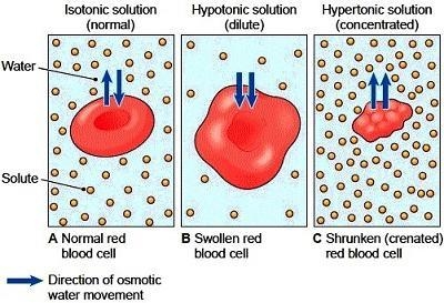 Cell shrinking, also known as crenation, occurs when a cell is placed into a _________ solution-example-1