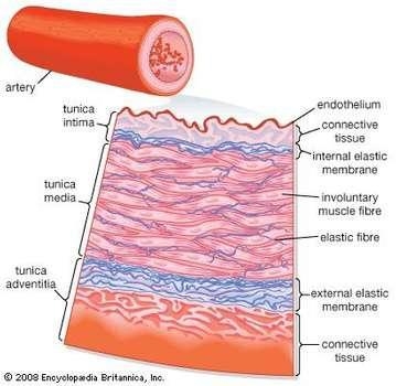 What type of tissue constitutes the tunica interna of blood vessels?-example-1