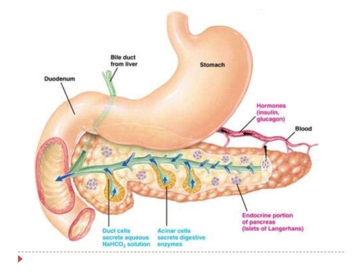 Which organ is both an endocrine and exocrine gland? a. pancreas b. pituitary c. thyroid-example-1