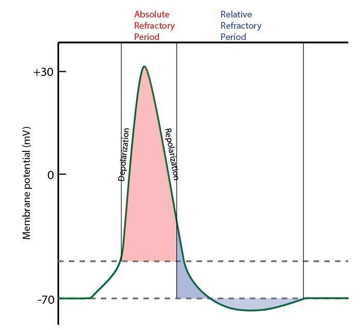 After initiating an action potential, there is a period of time called ______ during-example-1