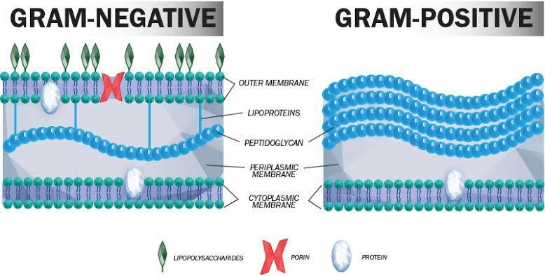 Why are penicilins often more effective against Gram-positive bacteria than Gram-negative-example-1