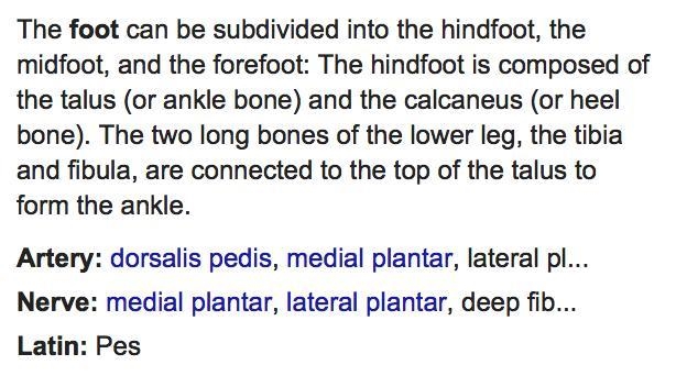 What is the medical term for feet-example-1