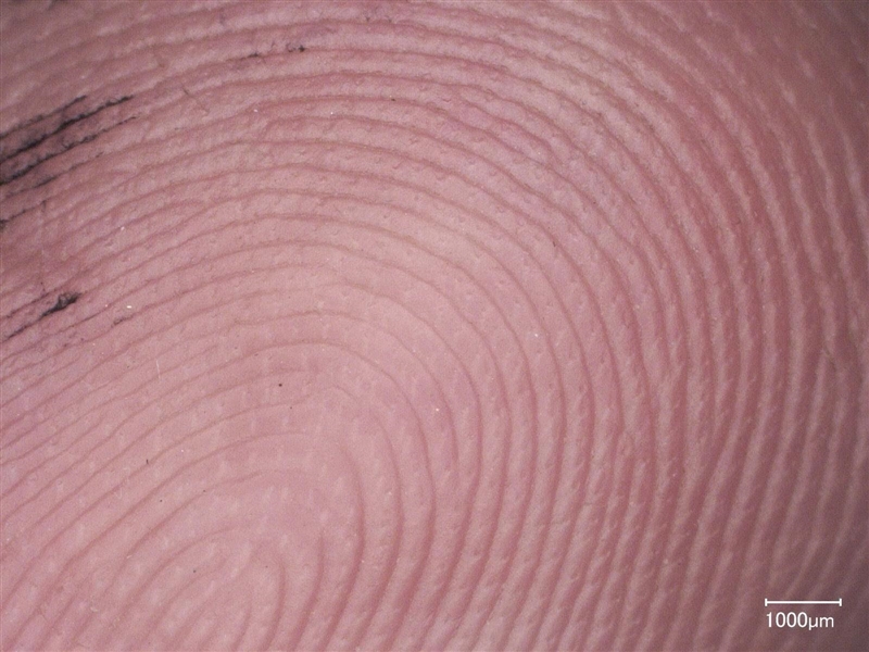 A student decides to look at his finger under the compound light microscope. He is-example-1