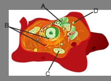 Match the labeled parts of the cell to their functions. Packages and transports materials-example-1