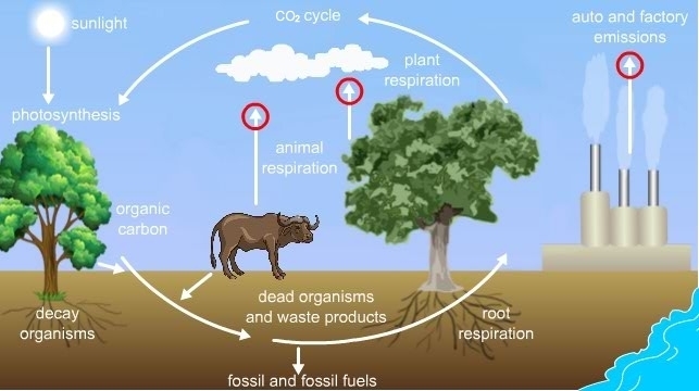 What do the circled arrows in the image indicate? A. CO2 absorbed by the atmosphere-example-1