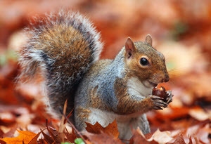 In this ecosystem, squirrels find and eat acorns from trees. What would happen to-example-1