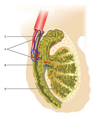 Based on the diagram above, what is the name and function of B? Vas deferens: carries-example-1